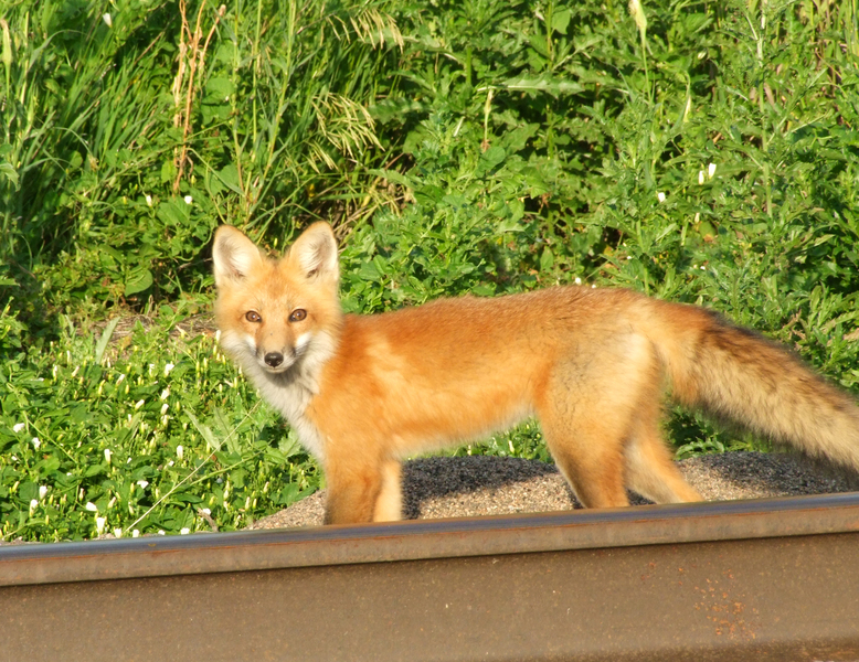 FoxJune26_041