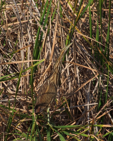 bittern