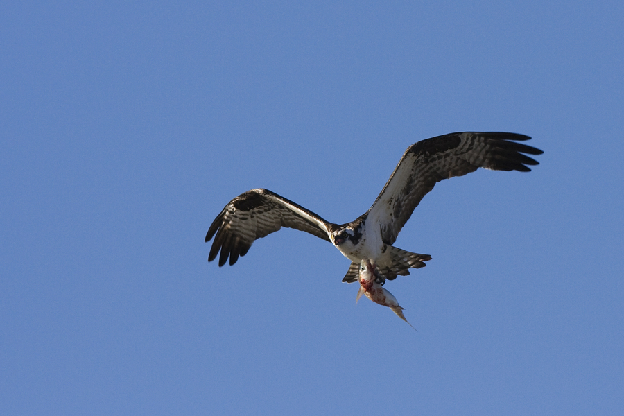 Phaliaetus1