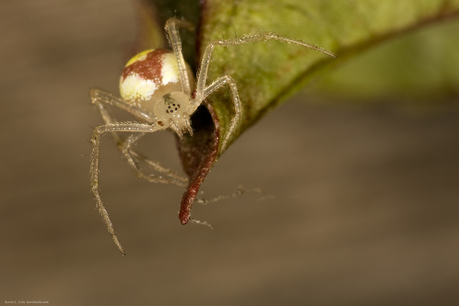 araneidae