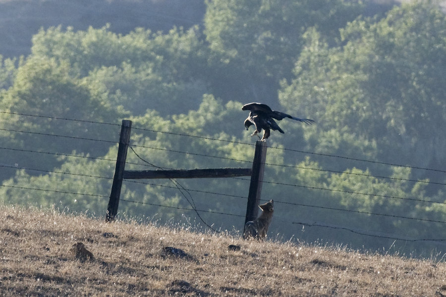 coyoteeagle