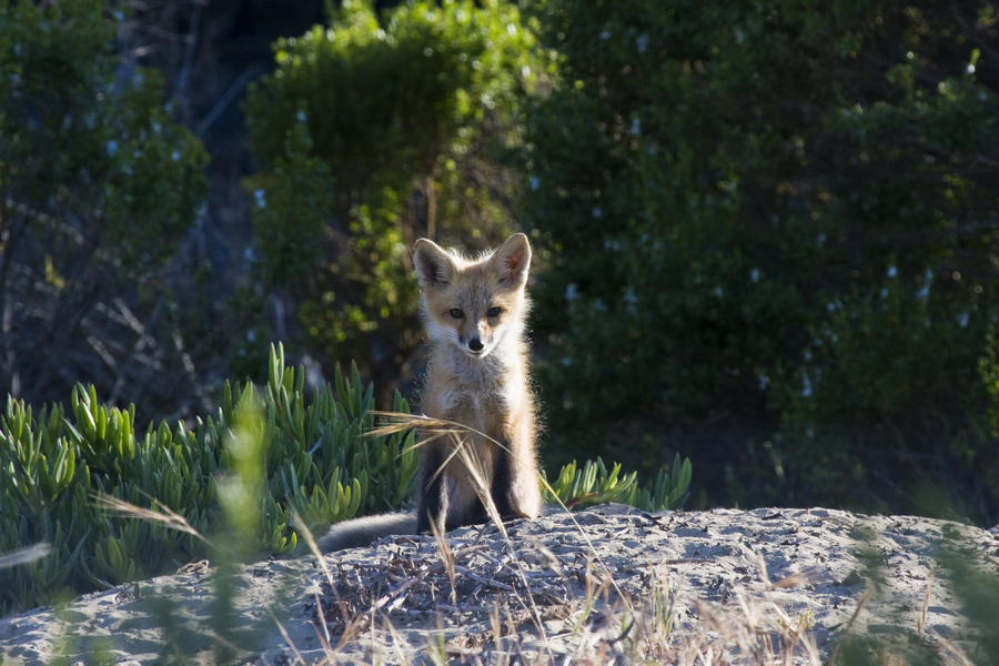 redfoxpup1