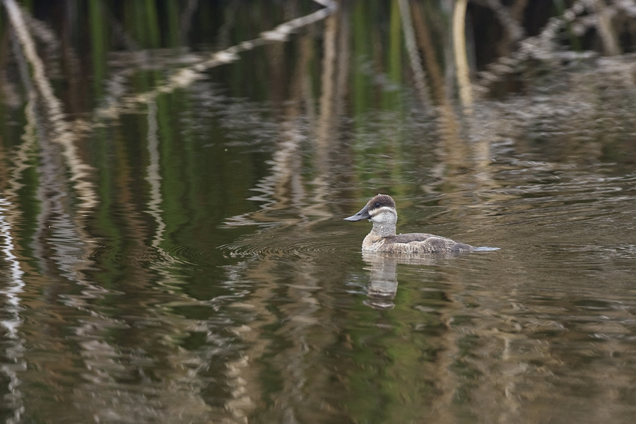 ruddyduck_female1