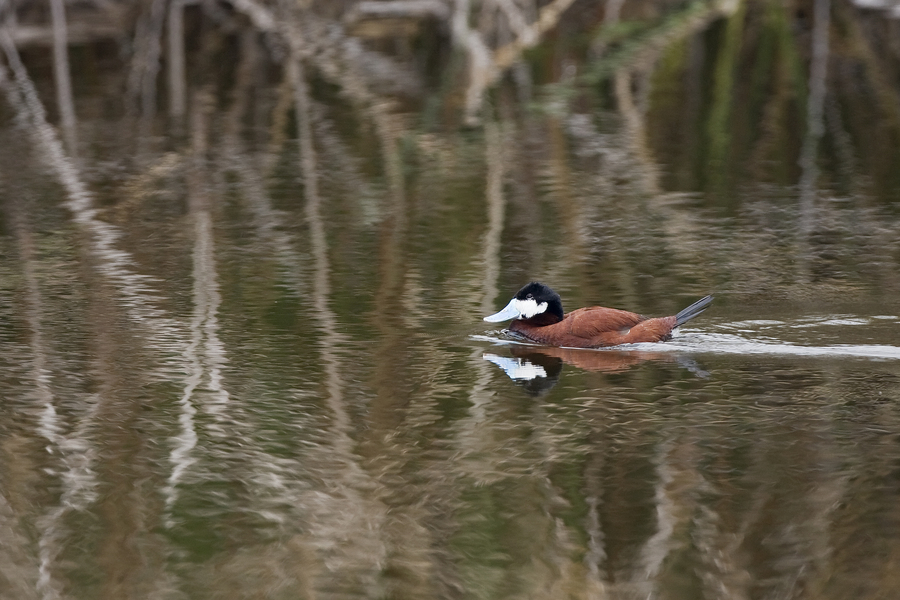 ruddyduck_male2