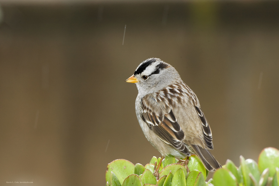wcsparrow1