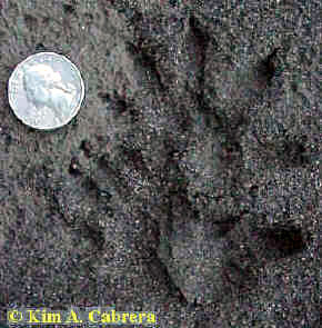 opossumleftinsand