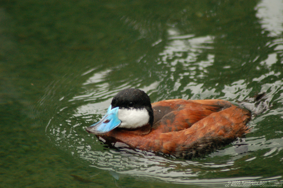 ruddyduck
