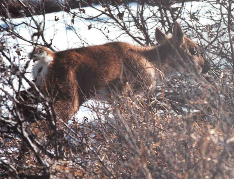 boucalf