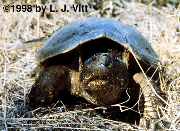 Cserpentina