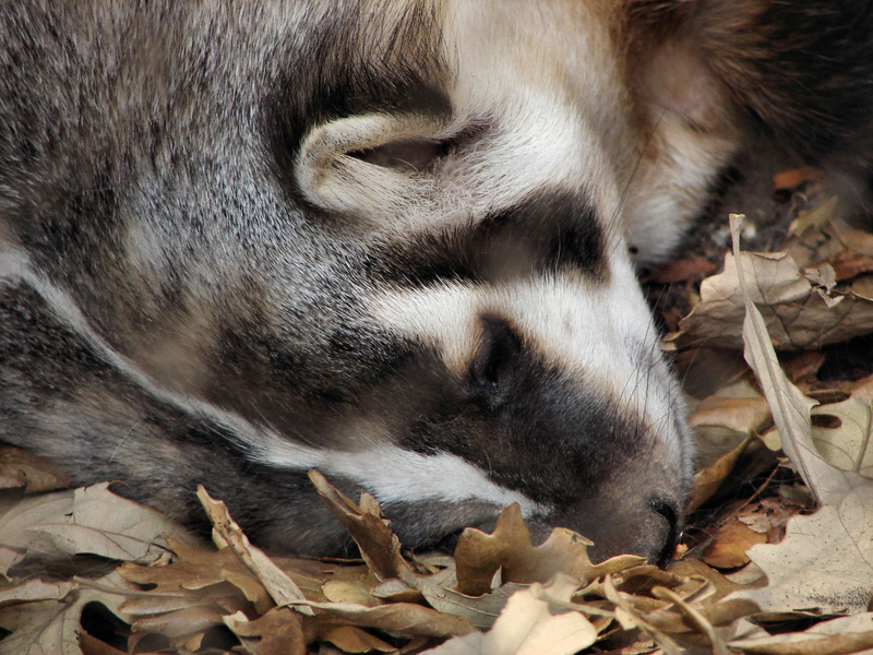 073americanbadger