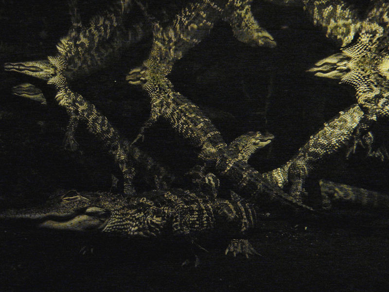 078americanalligator
