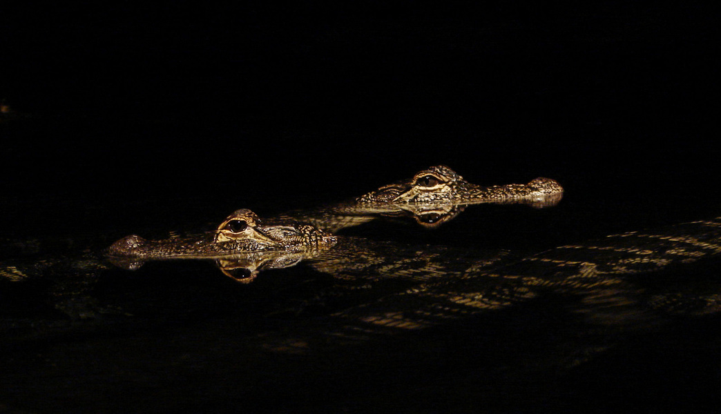 079americanalligator