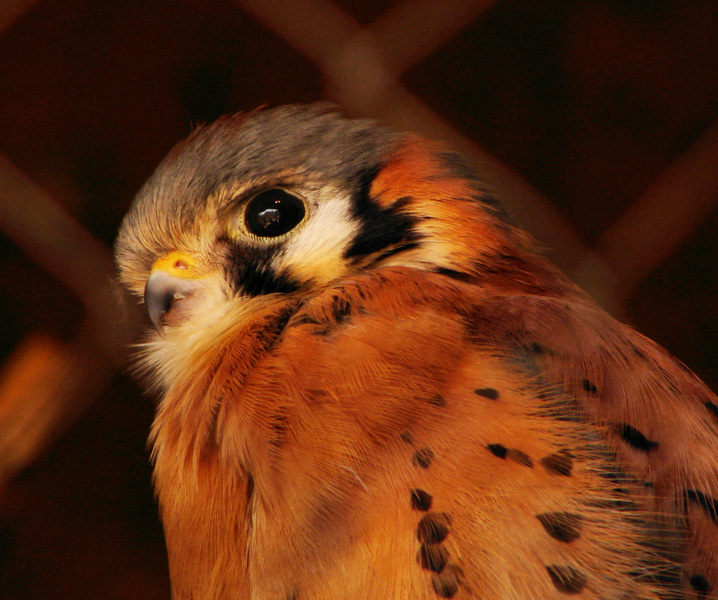 096americankestrel