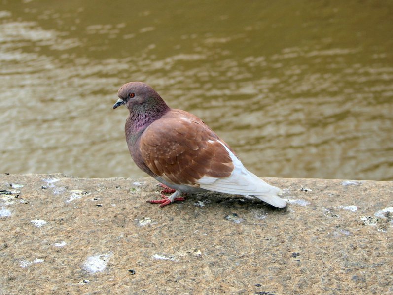 Columba_livia2