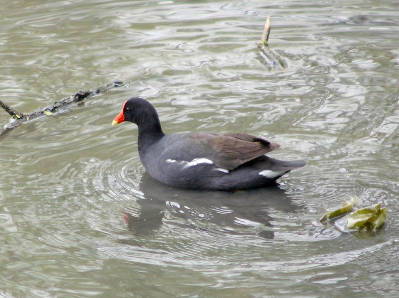 GallinulaChloropus