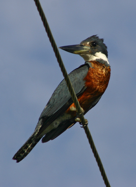 Megaceryle_torquata