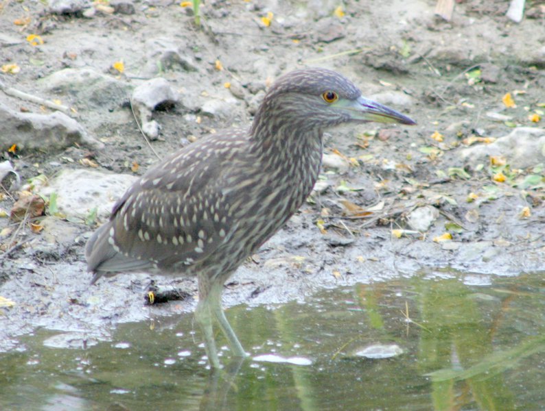 TigrisomaFasciatum