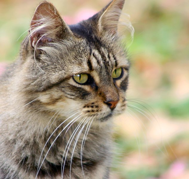 felis