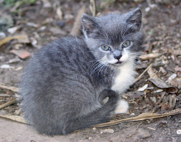 felis3