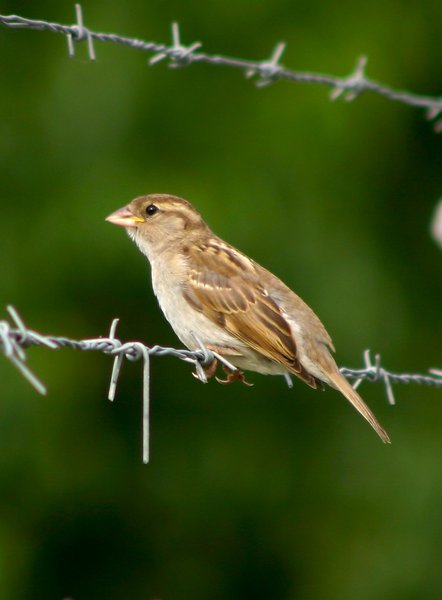 passerdom