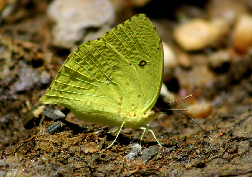 yellowbutterfly
