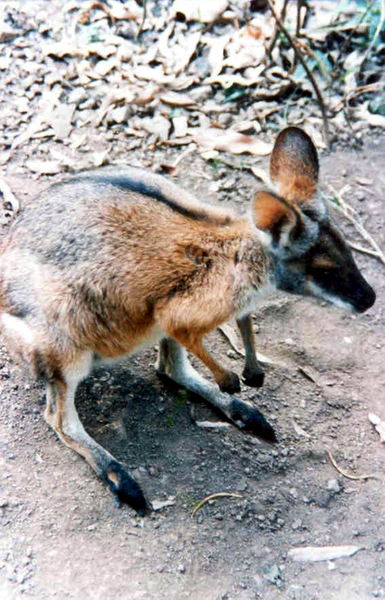 Macropus_dorsalis3