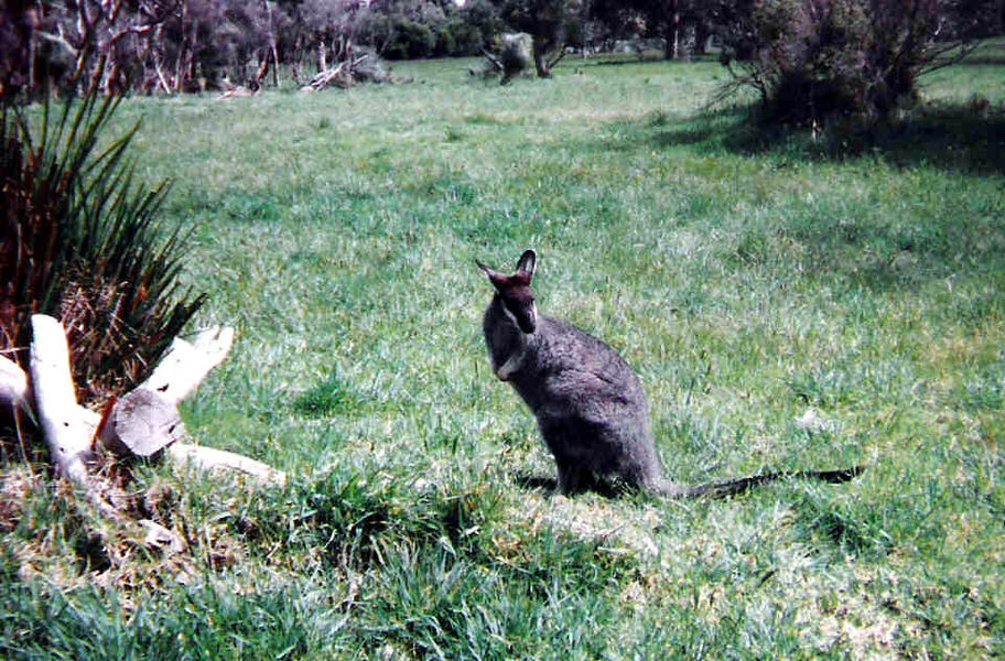 Macropus_irma1