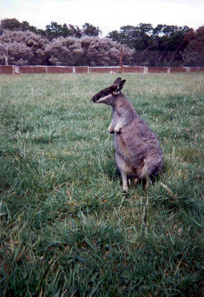 Macropus_irma2