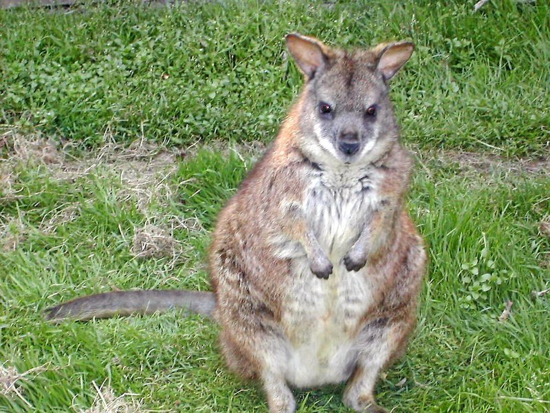 Macropus_parma3