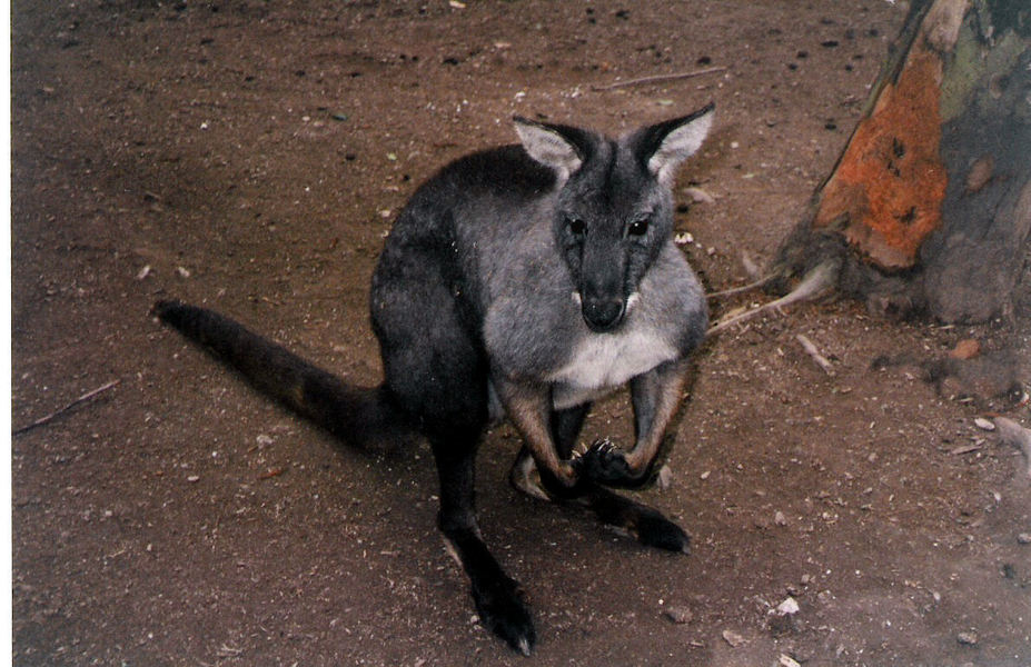 Macropus_robustus6