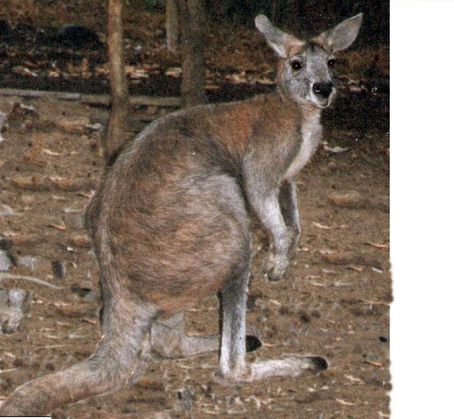 Macropus_robustus7
