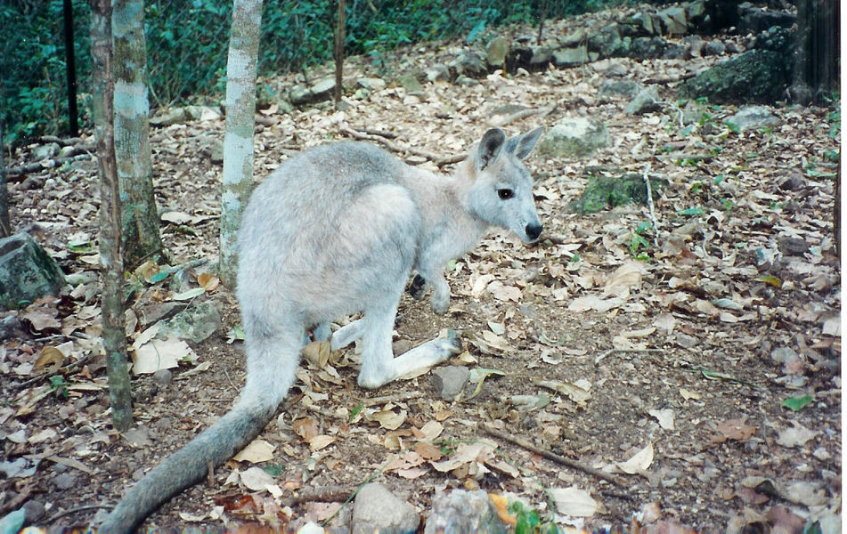 Macropus_robustus9