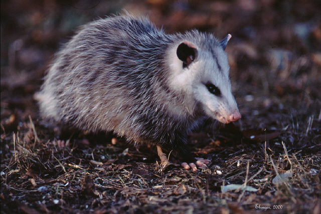 ebinger1