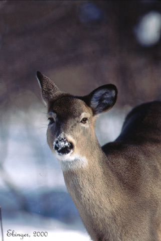 ebinger2
