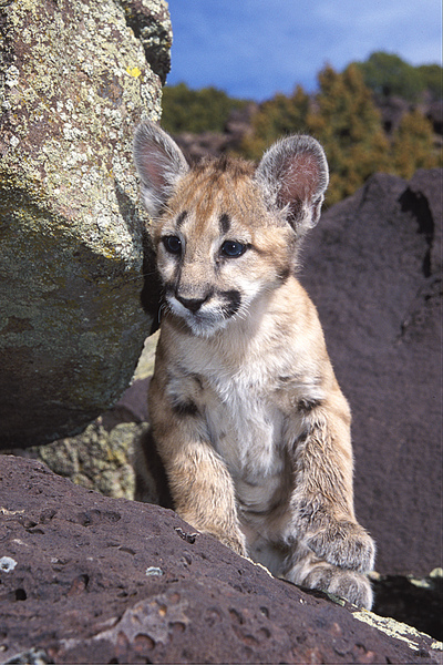 Cougar_6