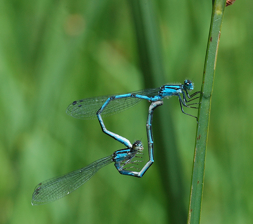 Enallagma_carunculatum