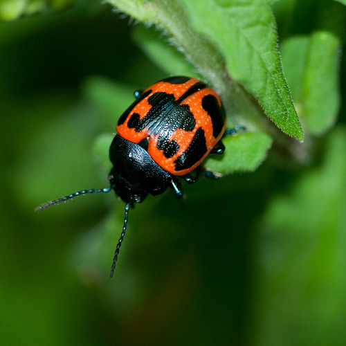 Labidomera_clivicollis