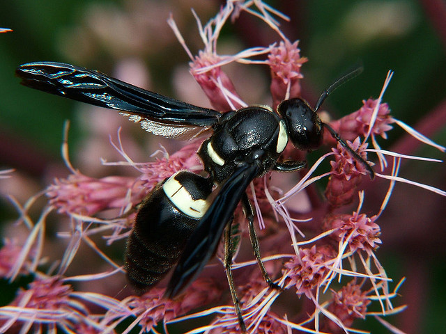 monobia_quadridens