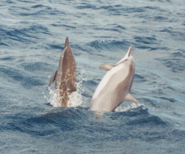 Stenella_longirostris