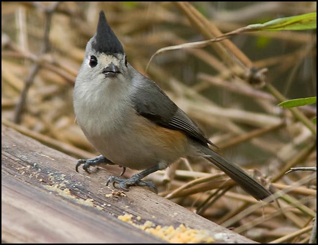 blackcrestedtitmouse