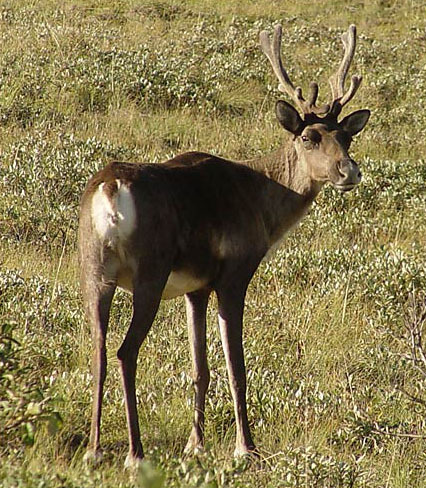 caribou_invelvet