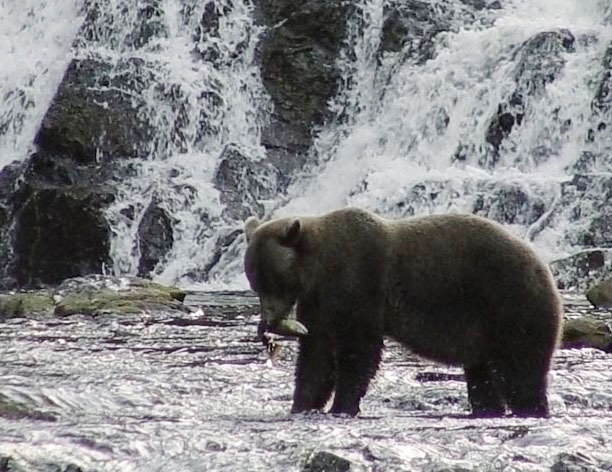 grizzly_salmon