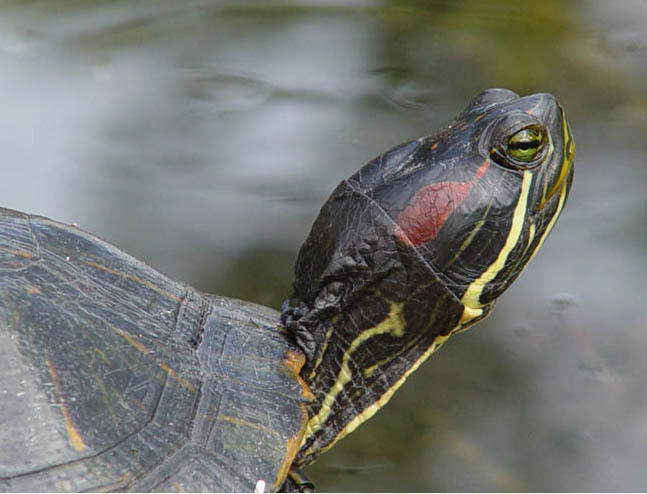 trachemysscriptaelegans