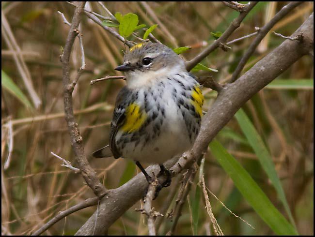 yellowrumpedwarbler