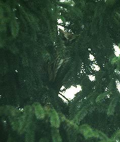 pcd3942_043