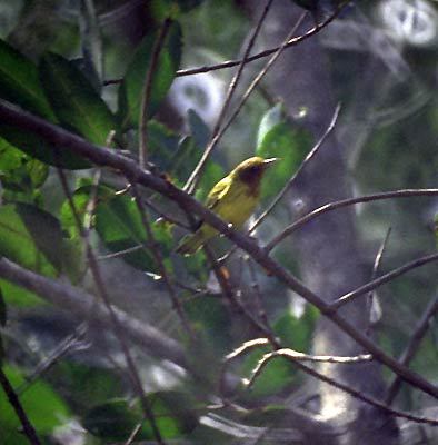 pcd3942_114