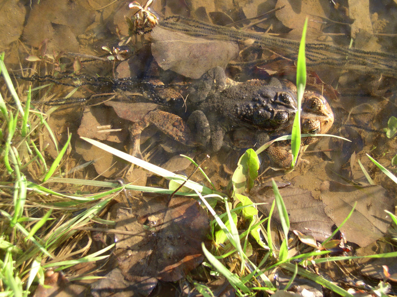 Bamericanus_amplex_eggs