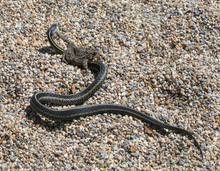 snake_toad
