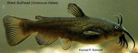 Ameiurus-melas-1