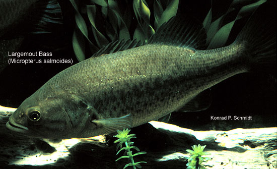 Micropterus-salmoides-2